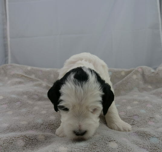 3-week old black and white labradoodle puppy standing on a grey blanket. Image taken from ground level with puppy facing the camera. She is almost entirely white, with only black ears and a bit of black across the top of her head. She has one small patch of black on her right eye. She has her head down, sniffing the blanket.