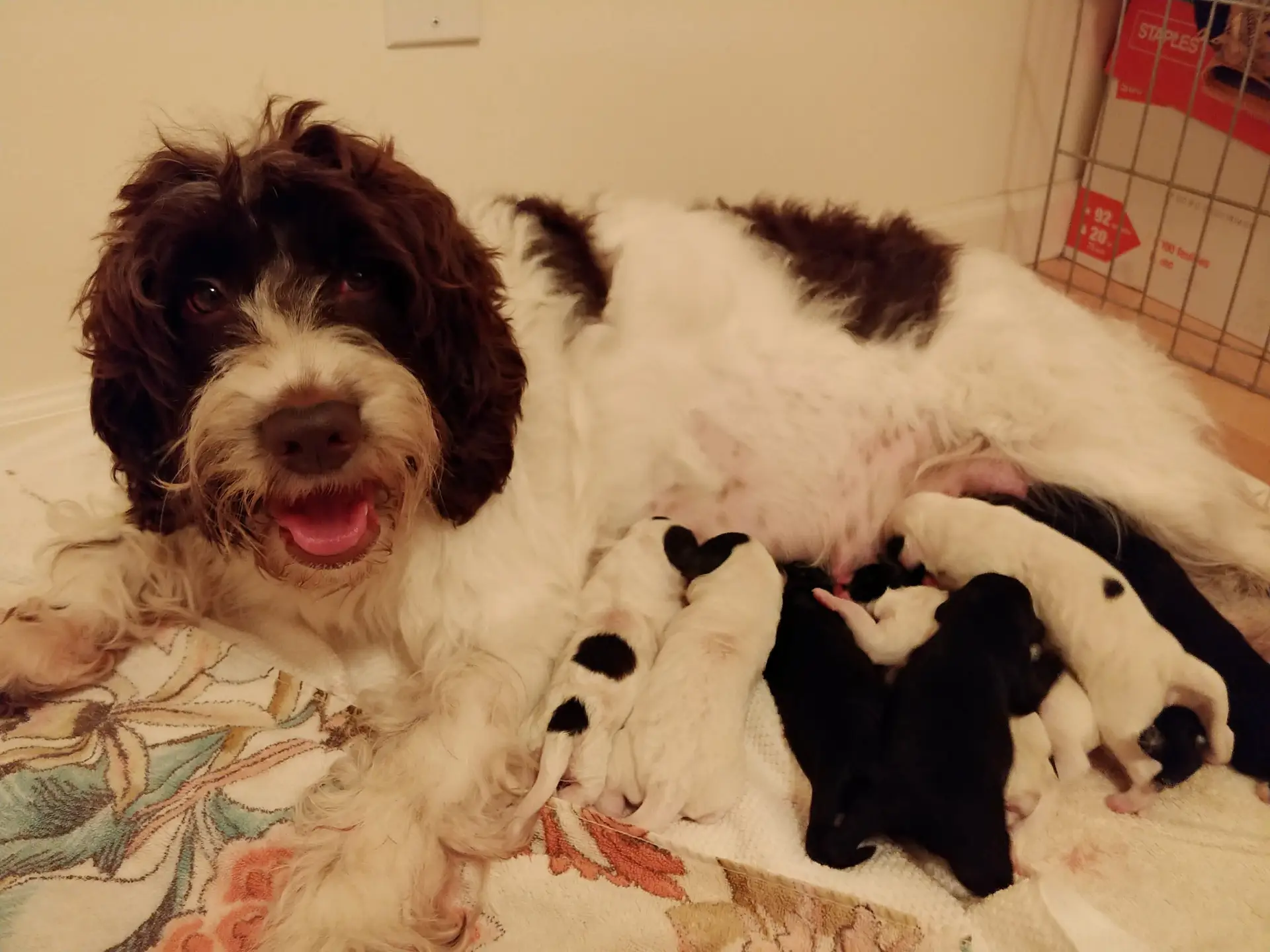Chocolate Parti pattern Mama dog, lying on her side with a bundle of newborn puppies nursing. The puppies are black, and black and white parti patterns. There are 11 puppies in this litter.