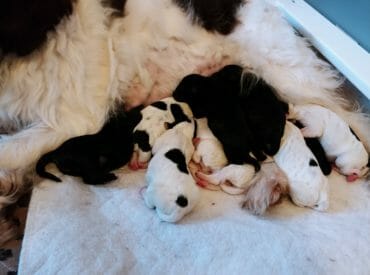 A litter of 11 newborn labradoodle puppies nursing from their mother. There are solid black puppies, and black and white puppies. They are lying on top of each other and cuddled up close together.