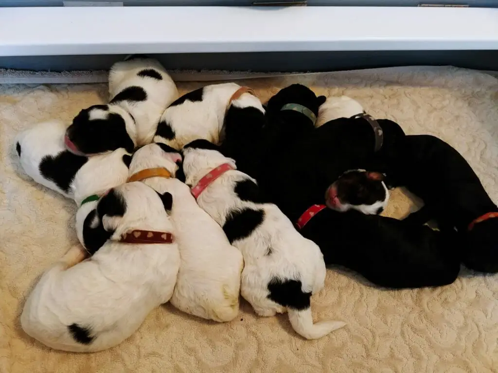 11 one-week old labradoodle puppies sleeping cuddled up together. There are 4 solid black puppies and 8 black and white ones..