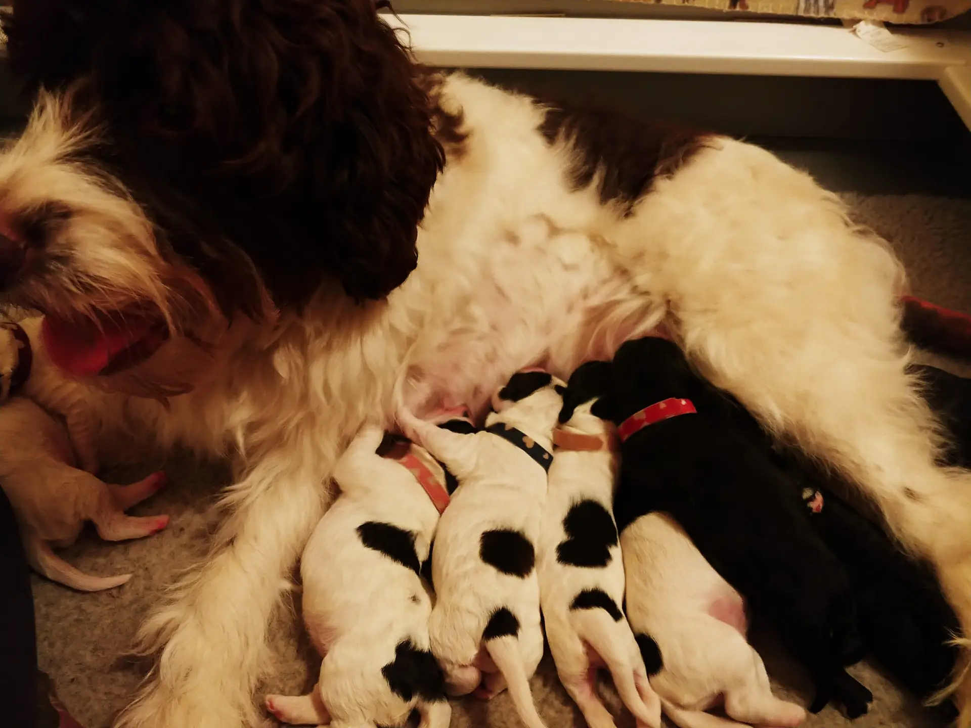 A litter of 1-week old labradoodle puppies nursing from their Mom. Visible at 4 black and white puppies and a solid black one.