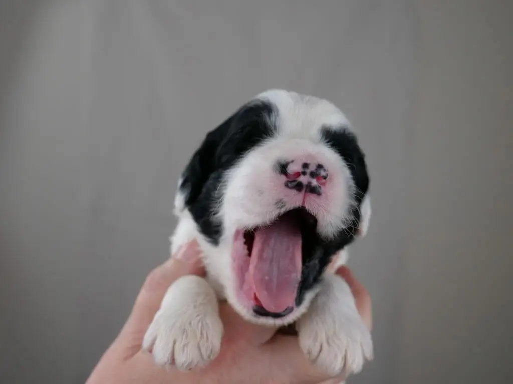 2-week old black and white labradoodle puppy yawning widely while held in Claires hands. White paws, nose and top of head. With black patches over eyes and ears.