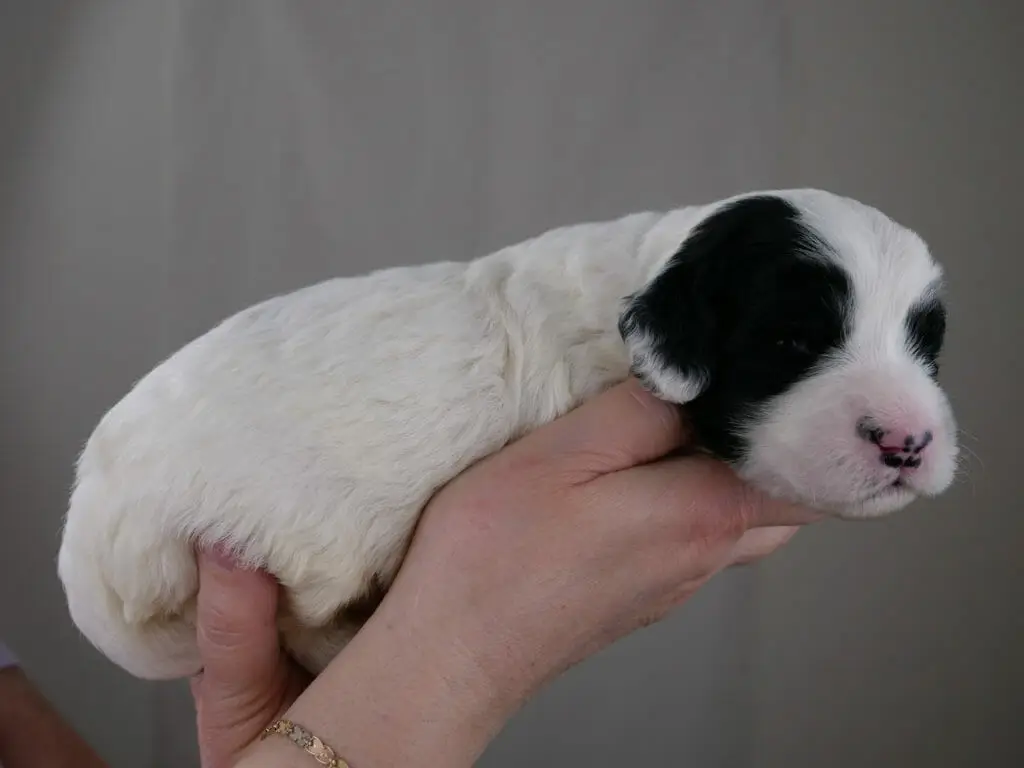 2-weel old black and white labradoodle puppy lying across Claires hands. Full white body with a black patch over eyes and ears.