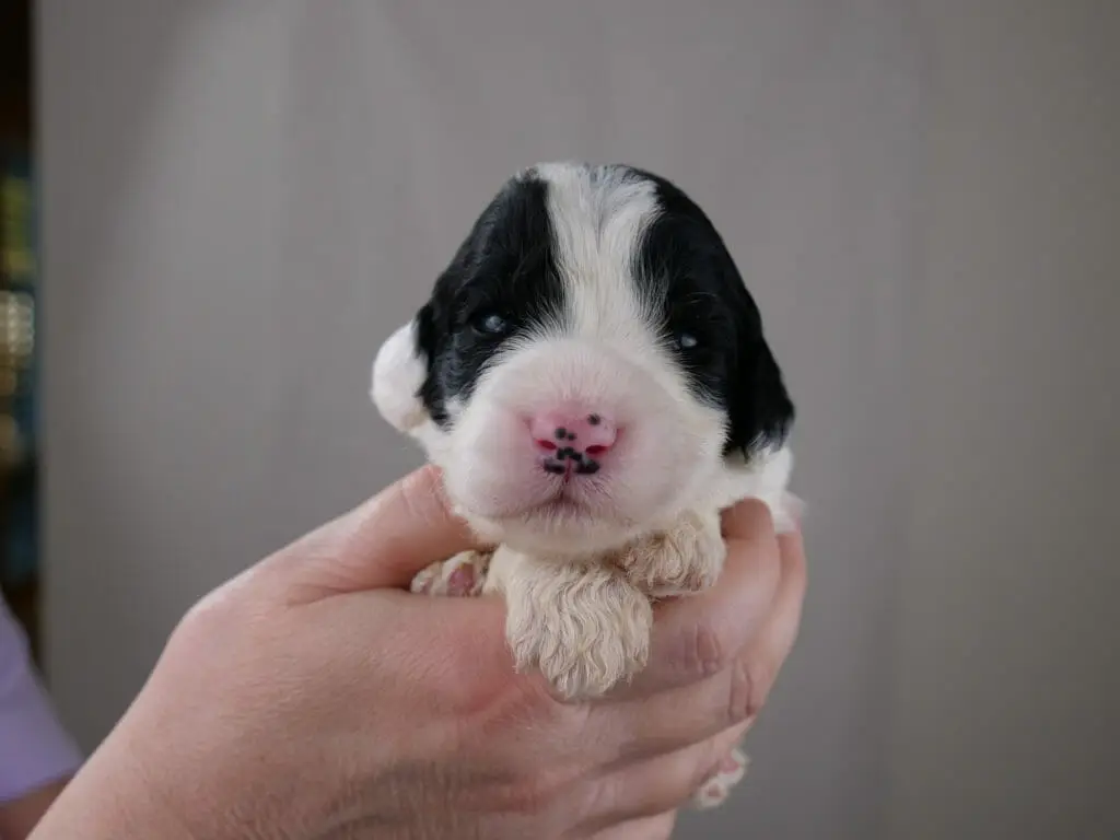 2-week old black and white labradoodle puppy held in Claires hands. White paws are peeking over her hand. His nose is white with a strip of white up to the top of his head. Patches of black over both eyes and ears.