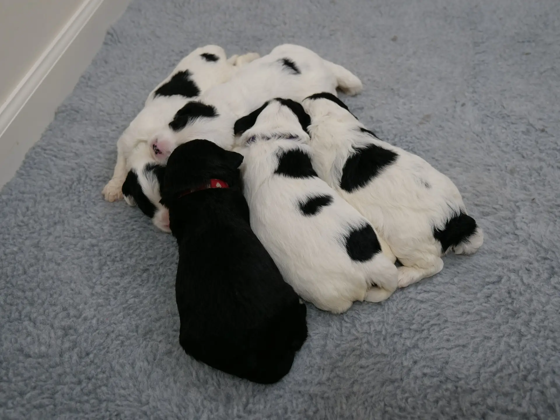 Five 2-week old labradoodle puppies sleeping in a group. 4 black and white partis and 1 solid black.
