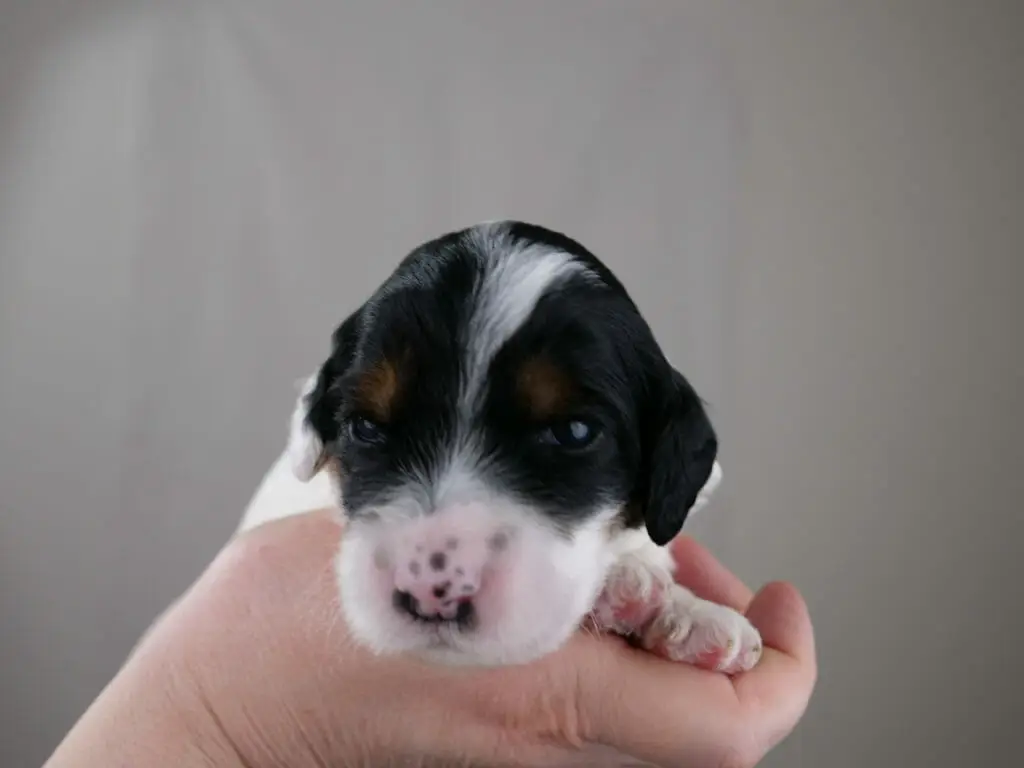 Close up of a 2-week old black and white labradoodle puppy. Held in Claires hand, just the head is visible. White muzzle with a streak up to the top of its head. Patches of black over both eyes and ears. Eyebrows have some copper coloring. Eyes are open.