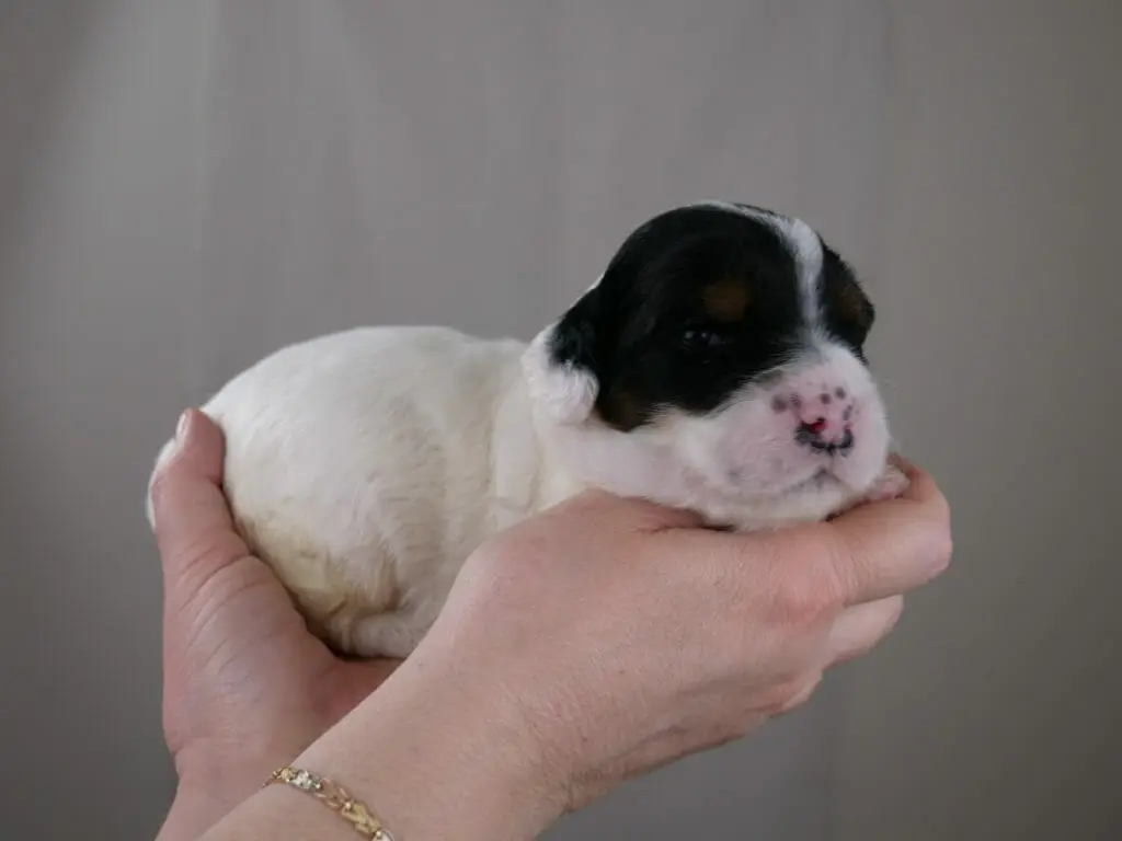 2-week old black and white labradoodle. Asleep in Claires hands. Body is all white with black patches over both eyes.