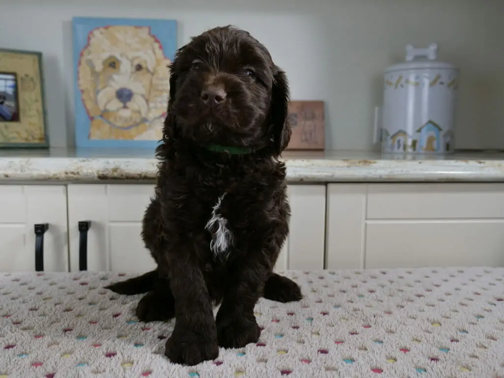 6-week old chocolate labradoodle puppy with a white patch on his chest. He is sitting on a white blanket which has multicolored spots on it. Behind him is a countertop which has a cookie jar, picture frame and a painting of a labradoodle on it.