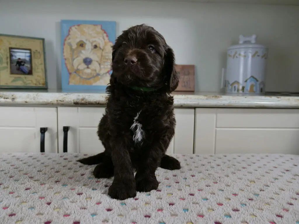 6-week old chocolate labradoodle puppy sitting on a white blanket. He has a little bit of white on his chest and curly hair. He is facing the camera and behind him is a painting of a labradoodle.