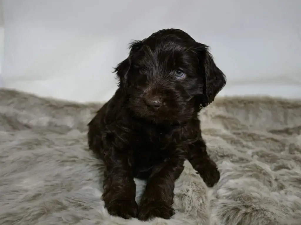 Dark brown 5-week old labradoodle puppy lying on a grey fluffy rug. Looking to the left of the camera, bright blue eyes visible