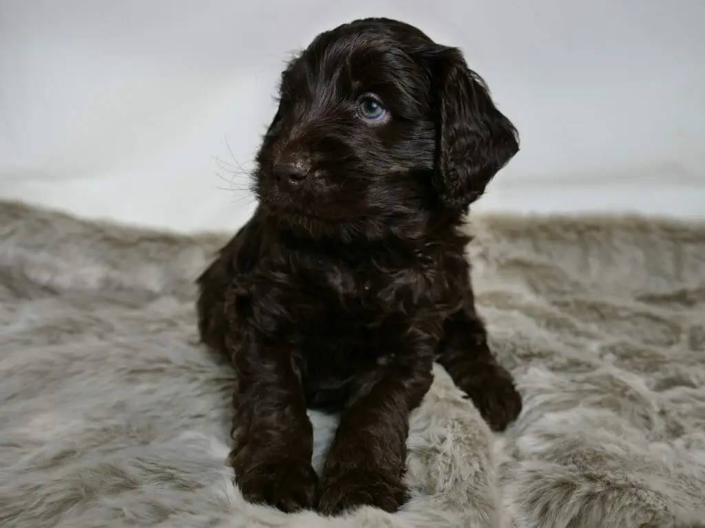 5-week old dark chocolate labradoodle puppy sitting on a grey fluffy rug. His front paws are stretched out and his bright blue eyes are looking to the left of the camera.