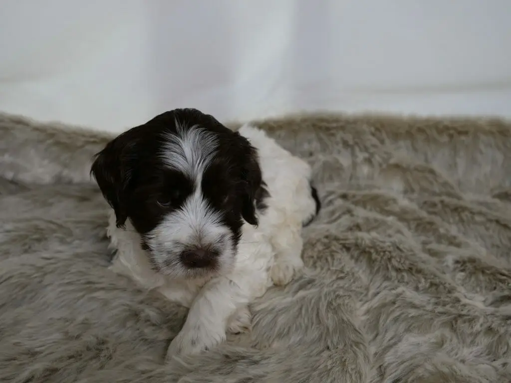 Black and white 5-week old labradoodle puppy lying on a grey fluffy rug. He is looking down at the rug and his front paws are crossed.
