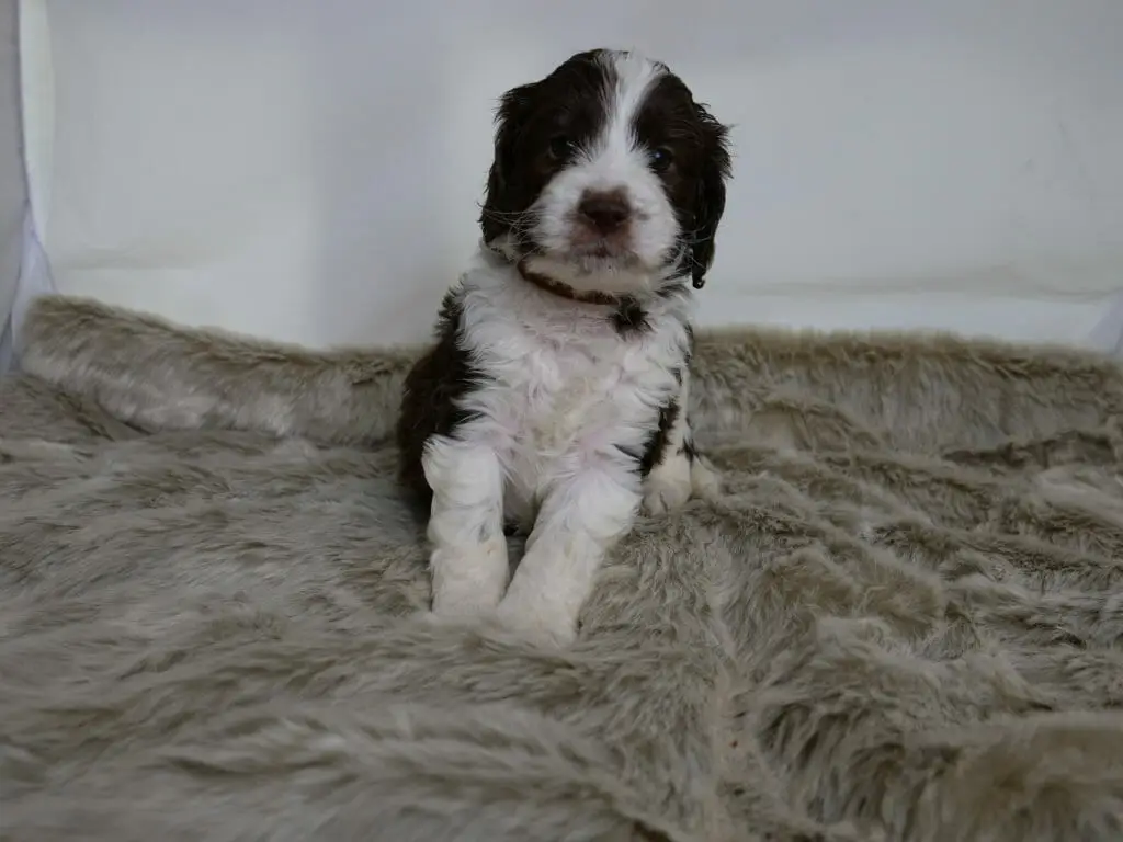 Black and white 5-week old labradoodle puppy sitting on a grey fluffy rug. He is looking at the camera. Wearing a brown collar.