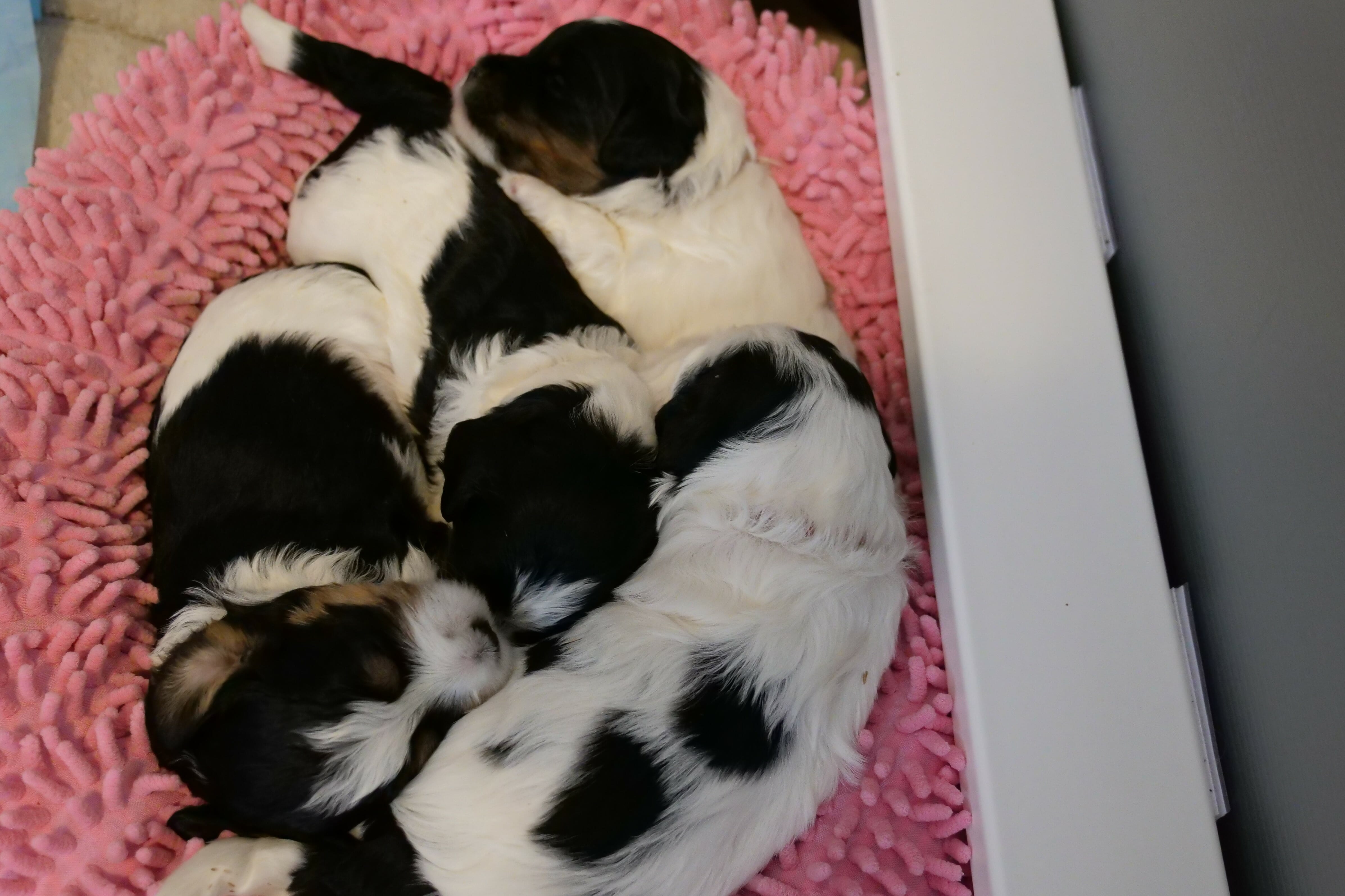 Four 3-week old black and white labradoodle puppies. They are lying on a pink blanket, all curled together.