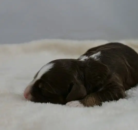 1-week old chocolate phantom labradoodle puppy lying on a white blanket. She has a white paw, and a bit of white on the top of her head.