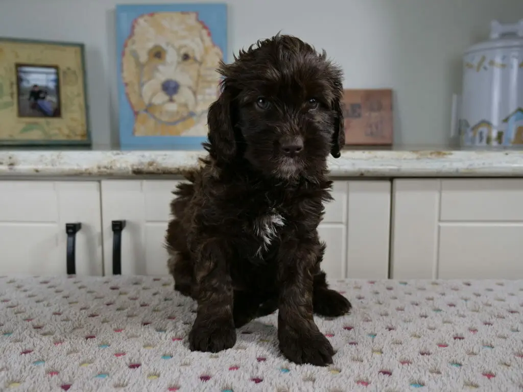 6-week chocolate labradoodle puppy with a bit of white on her chest and a little goatee. She is sitting on a white blanket with multicolored spots on it. Her coat is curly.