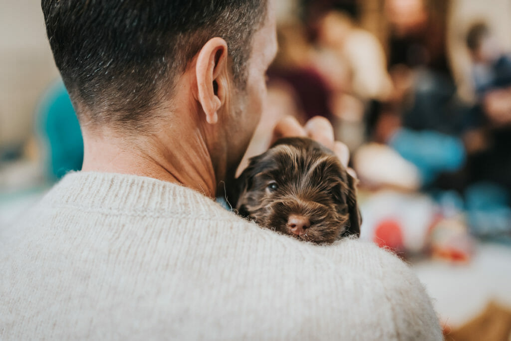 Man with his back to the camera snuggling a 4 week old labradoodle puppy on his shoulder, the puppy is staring into the camera. a warm embrace of love!