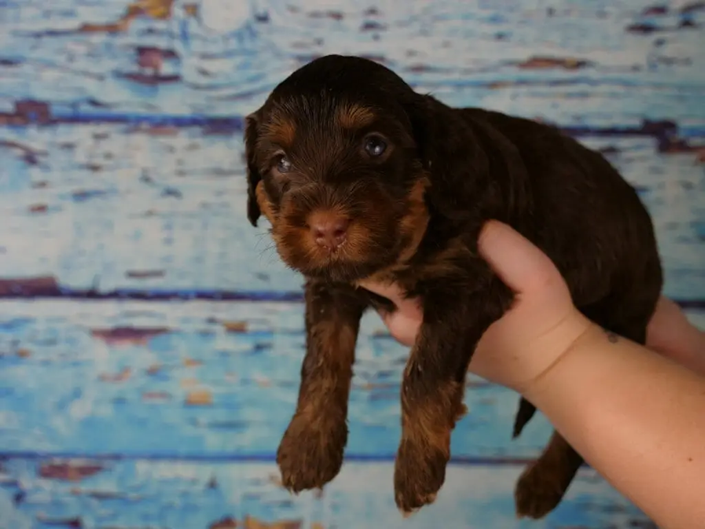 3-week old dark chocolate phantom labradoodle puppy held in someones hands with a blue wooden slat back ground. Puppy has bright blue eyes and is looking at the camera, his nose, side of his face and eye brows are a bright tan/copper color while the rest of him is dark chocolate. His front legs also have copper tones.