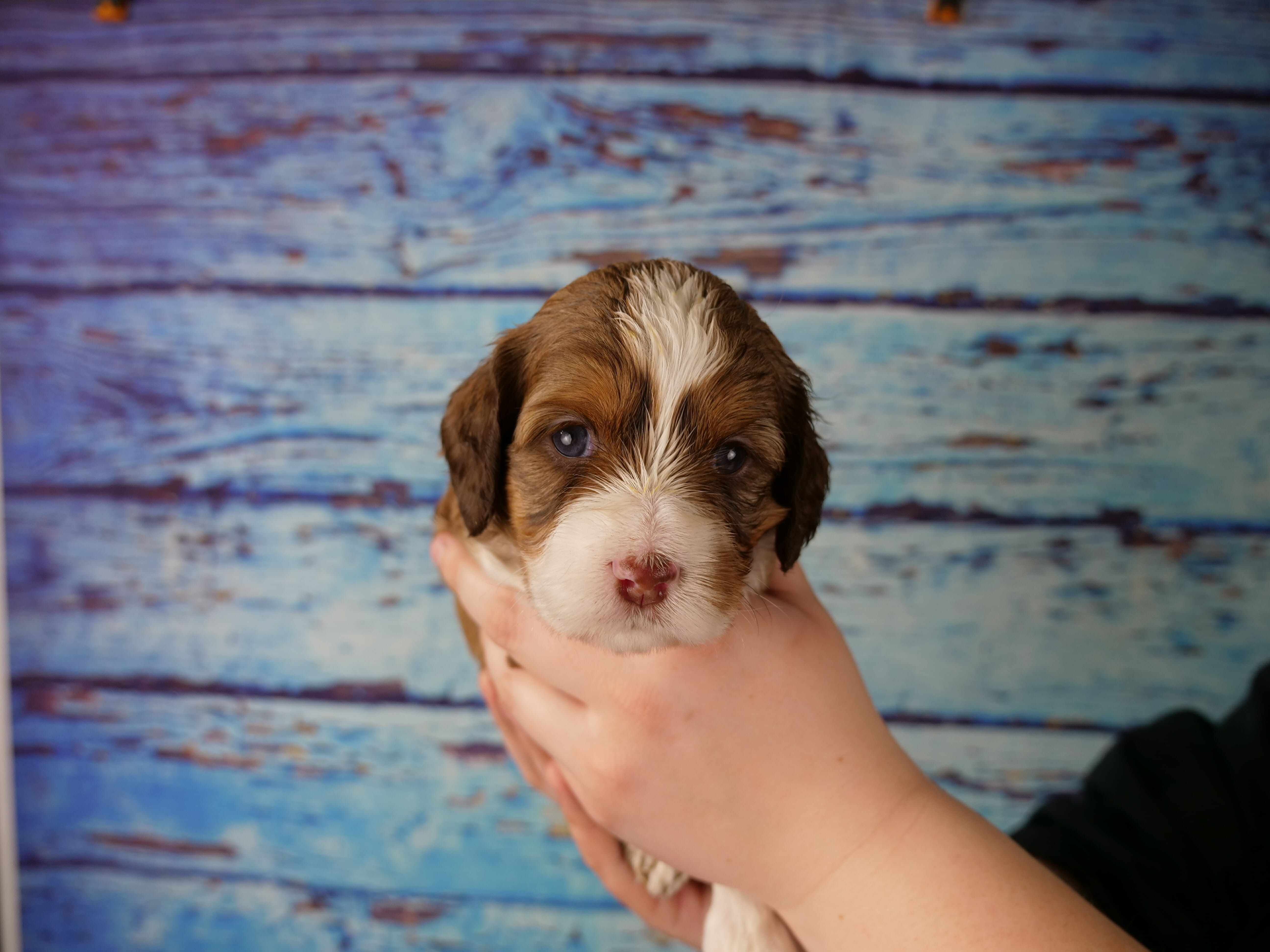 3-week old dilute chocolate phantom puppys face. Puppy is held gently in someones hand against a blue wooden backdrop. Puppy has very light brown patches over both eyes and ears with a white nose and patch on the top of her head.