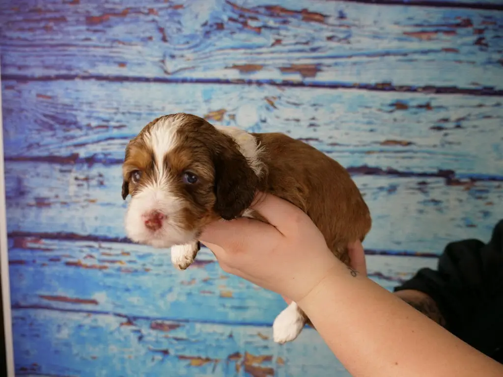 3-week old dilute chocolate phantom puppy, held in someones hands against a blue wooden slat background. Puppy is a very light brown body and patches over both eyes and ears. White nose and streak up to the top of her head, white scruff around her neck and legs.