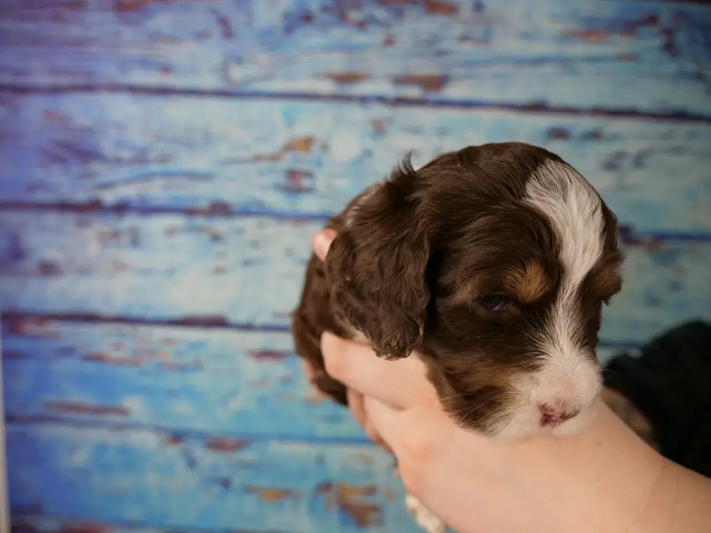 3-week old dark chocolate phantom labradoodle puppy held in someones hands with a blue wooden slat back ground. Puppy is looking down, top her head is white down to her nose. Dark chocolate body and patches over both eyes and ears. Tan/copper eyebrows and across the side of her face.