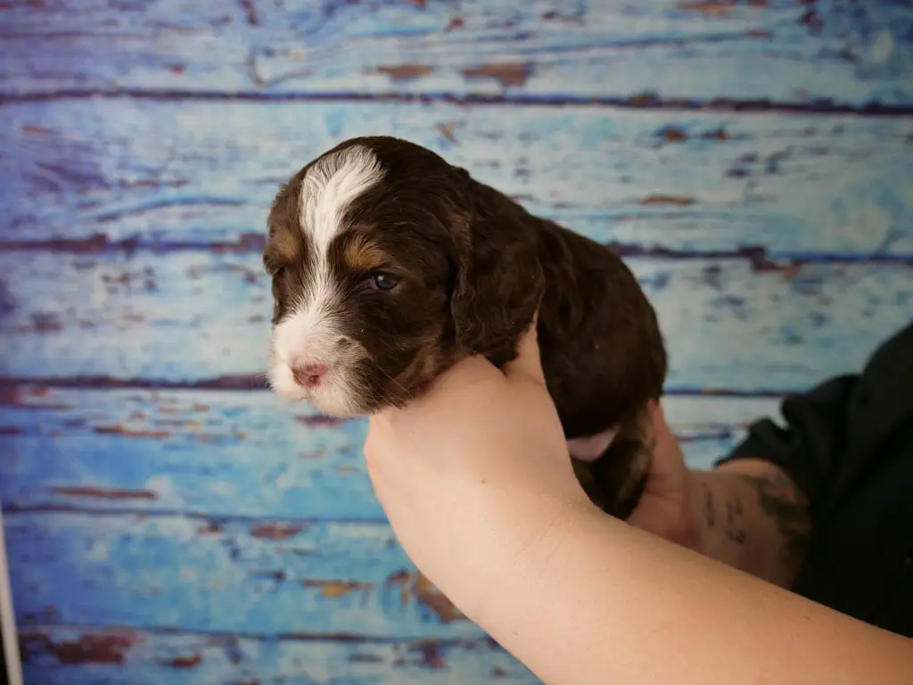 3-week old dark chocolate phantom labradoodle puppy held in someones hands with a blue wooden slat back ground. Puppys body is dark chocolate, with patches over both eyes and ears. White nose with a strip up to the top of her head. She has tan/copper eyebrows and on the side of her face.