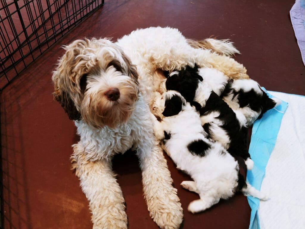 Sable Parti Labradoodle Mom nursing her 4 black and white parti puppies. Puppies are 4-weeks old.