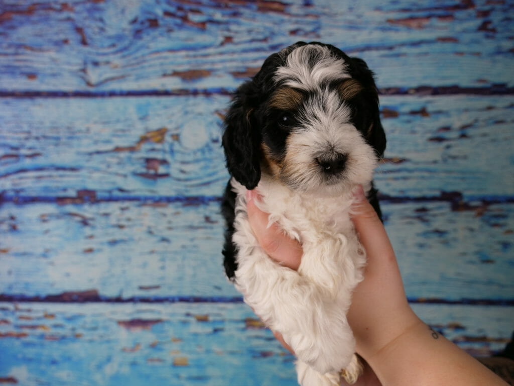5-week old tri-color labradoodle puppy. Chest, legs and nose are white and a patch on the top of its head. Black patches over both eyes and ears, as well as markings on his body. Tan/copper points on eyebrows and side of face. He is held in someones hands against a blue wooden slat backdrop