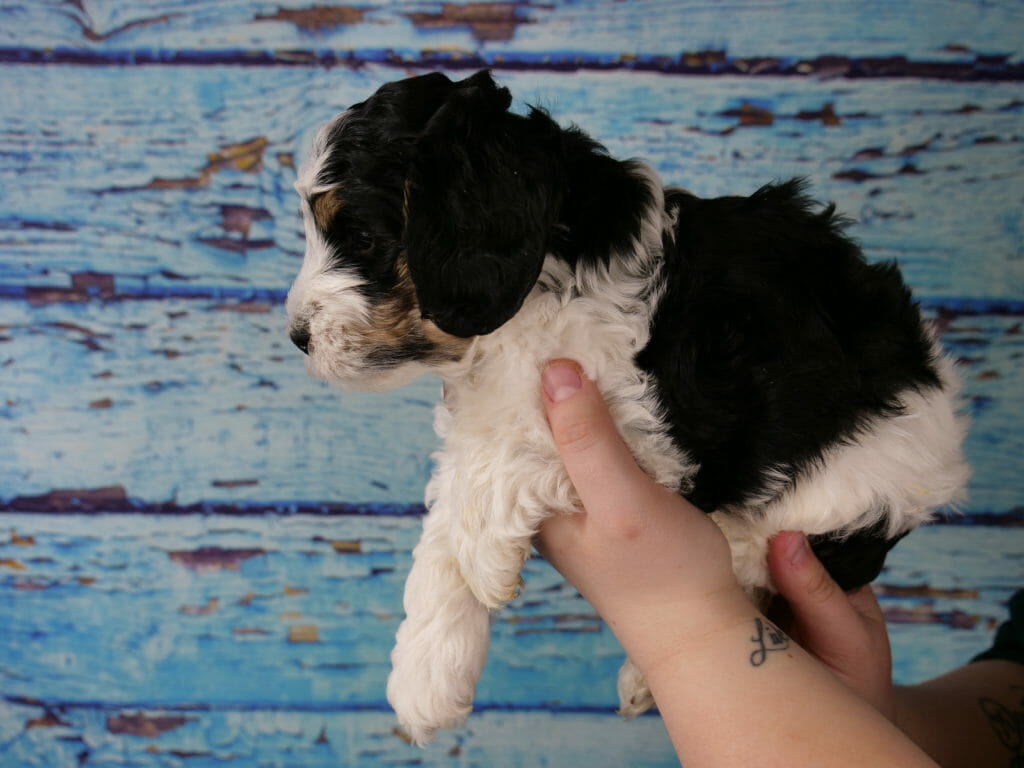 5-week old tri-color labradoodle puppy being held sideways in someones hands. Puppy is sitting back, front paws hanging over the hand. Large black marking on his back and neck. Black patches over eyes and ears. White chest, legs and nose. Tan/copper markings on eyebrows and side of face. Blue wooden slat backdrop