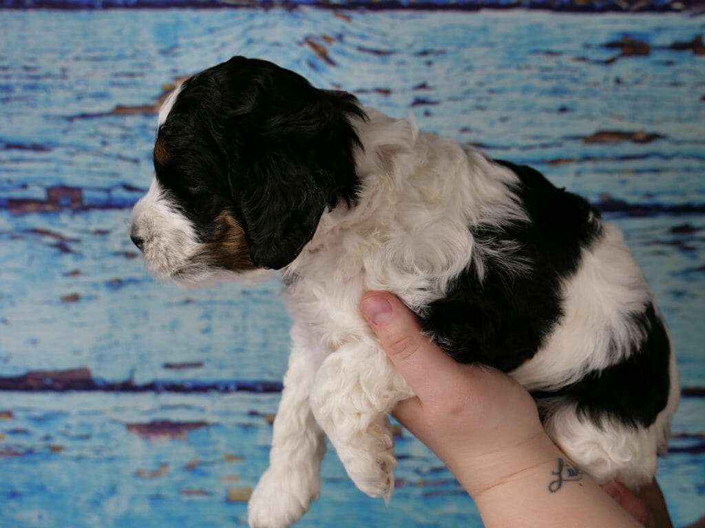 5-week old tri-color labradoodle puppy held in someones hands with a blue wooden slat backdrop. Puppy is turned facing the left of the image. Black and white markings across her back. Her nose, chest and legs are white. Black patch over eyes and ears. Tips of her ears are tan/copper.