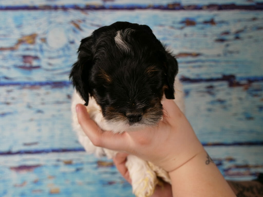 5-week old tri-color labradoodle puppys face. Almost solid black face and head. A crescent of white on the top of his head and his lower jaw is partially white. Tan/copper points on his eyebrows and on his mustache. In the background his body is solid white. Held against a blue wooden slat backdrop.