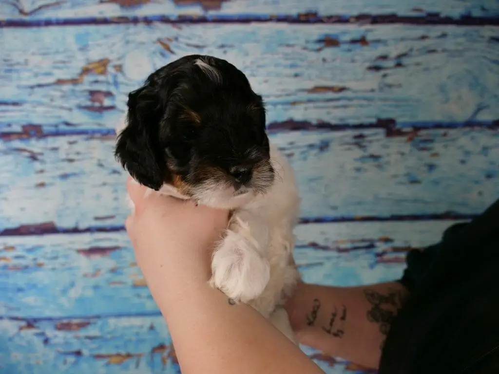 5-week old tri-color labradoodle puppy held in someones hands against a blue wooden slat backdrop. Puppy has an almost solid black face/head, a tiny patch of white on the top of his head and his mustache is white as well. Tan/copper on eyebrows and side of face. The rest of his body and legs appear fully white.