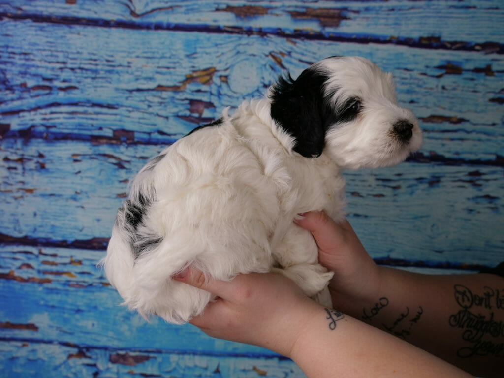 5-week old black and white labradoodle puppy held in someones hands against a blue wooden slat back ground. Puppys back is to the camera and she is looking over her shoulder towards the right. Solid white with a patch of black on her back. Black ear and a small patch over her eye.