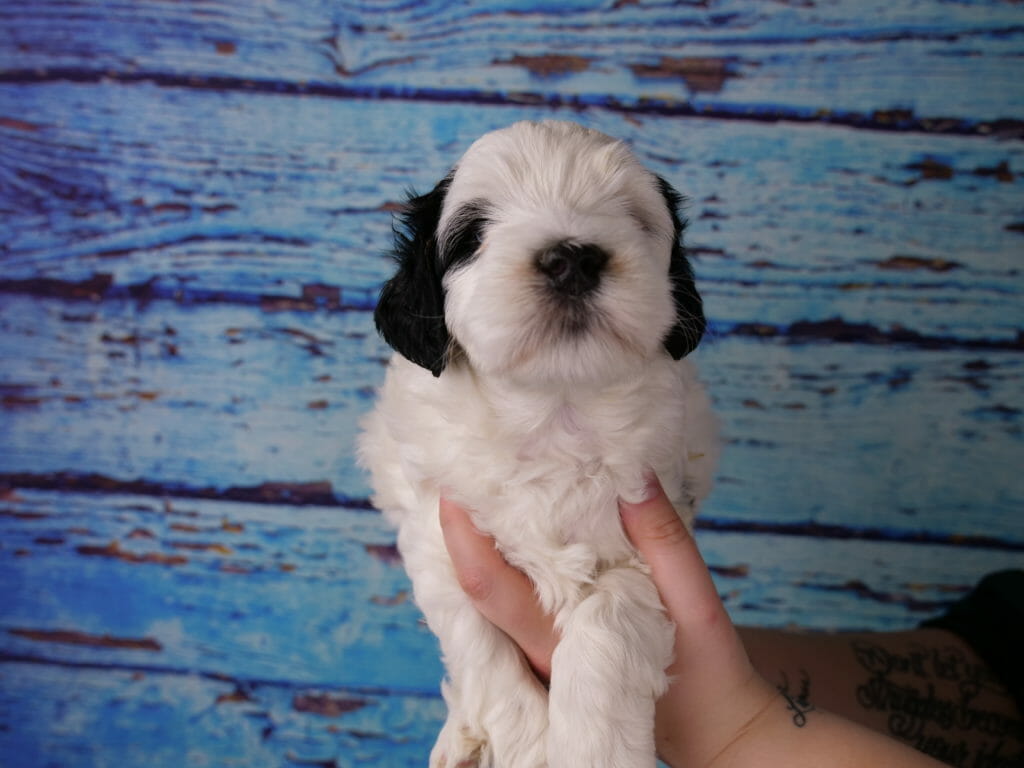 5-week old black and white labradoodle puppy held in someones hands with a blue backdrop. Puppys face and body appears to be mostly white. A small patch around one eye and ears also black.