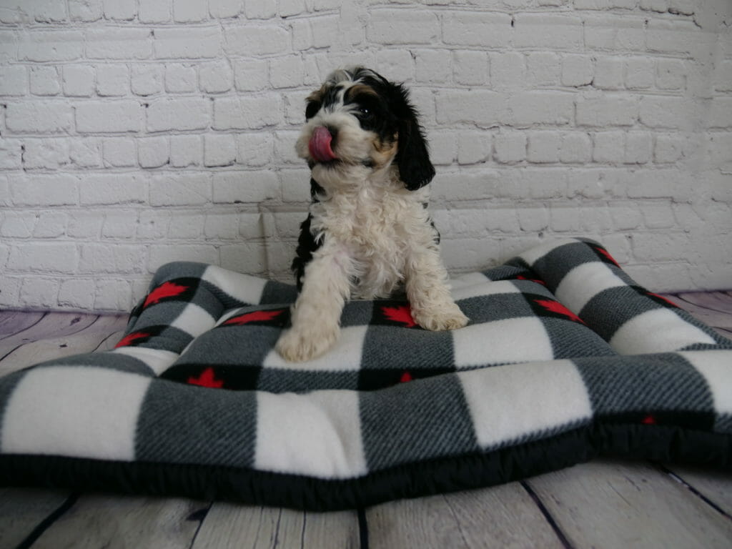 Tricolor 6-week old labradoodle puppy sitting on a grey and white checkered dog bed. Puppy is licking his nose. White brick background.