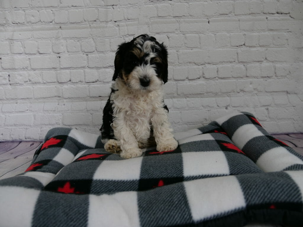Tricolor labradoodle sitting on a grey and white checkered dog bed against a white brick background. Puppy has a white nose, chest and front legs. His head is black and tan/copper with white streaks.