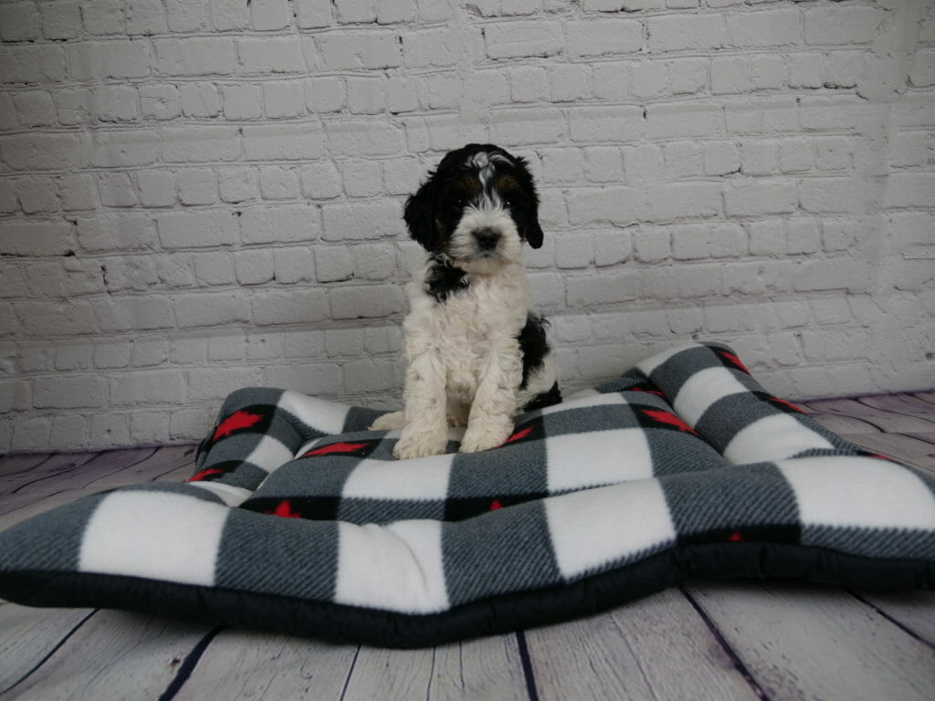 6-week old tricolor labradoodle puppy sitting on a grey and white checkered dog bed. Puppy has a white chest and front legs, black patches over eyes and ears and black patches on neck and back. The background is white brick.