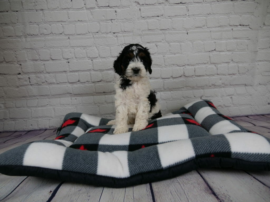 6-week old labradoodle puppy is sitting on a grey and white dog bed, against a white brick wall. Puppy has a white nose, chest and front legs. Black patches over eyes and ears, and some patches on her neck and side.