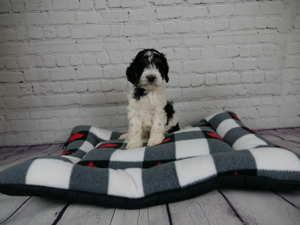 6-week old labradoodle puppy is sitting on a grey and white dog bed, against a white brick wall. Puppy has a white nose, chest and front legs. Black patches over eyes and ears, and some patches on her neck and side.