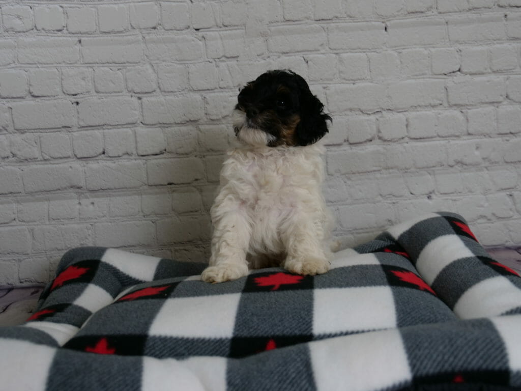 Fluffy tricolor 6-week old labradoodle puppy sitting on a grey and white checkered dog bed. His head is black and tan/copper, body is white.