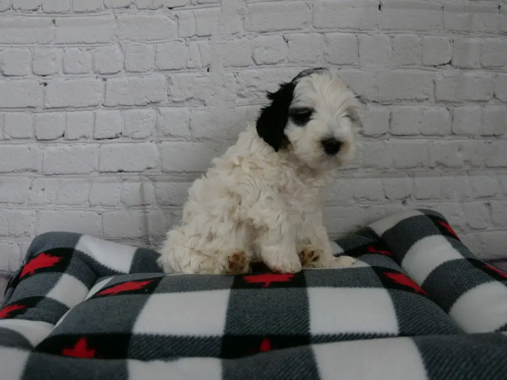 6-week old black and white labradoodle puppy. White brick background and a grey and white checkered dog bed. Puppy is sitting sideways and looking at the camera. She is almost all white with only a small patch over one eye and her ears are black.