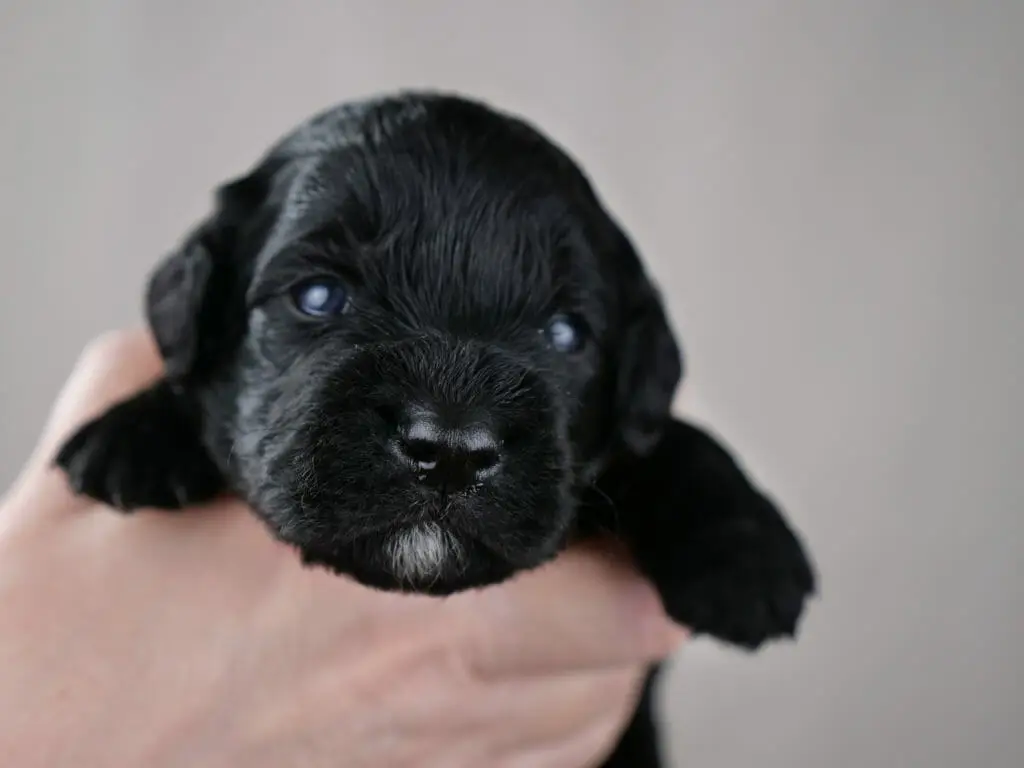 2-week old solid black labradoodle puppys face. Blue eyes are shining in the light, and a small white goatee.