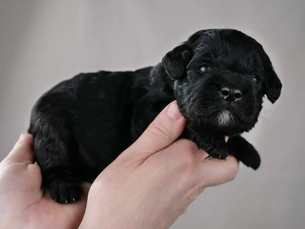 2-week old solid black labradoodle puppy lying across Claires hands. Eyes are shining in the light and he has a tiny white goatee.