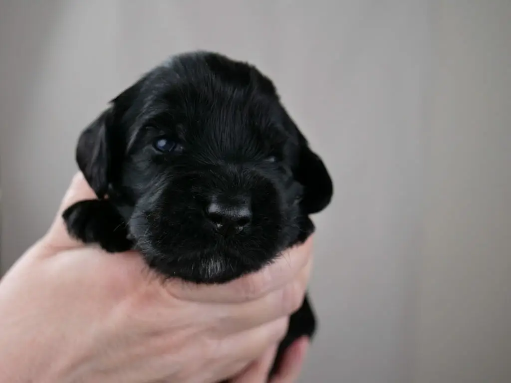 2-week old solid black labradoodle puppys face. The slightest white goatee and bright blue eyes.