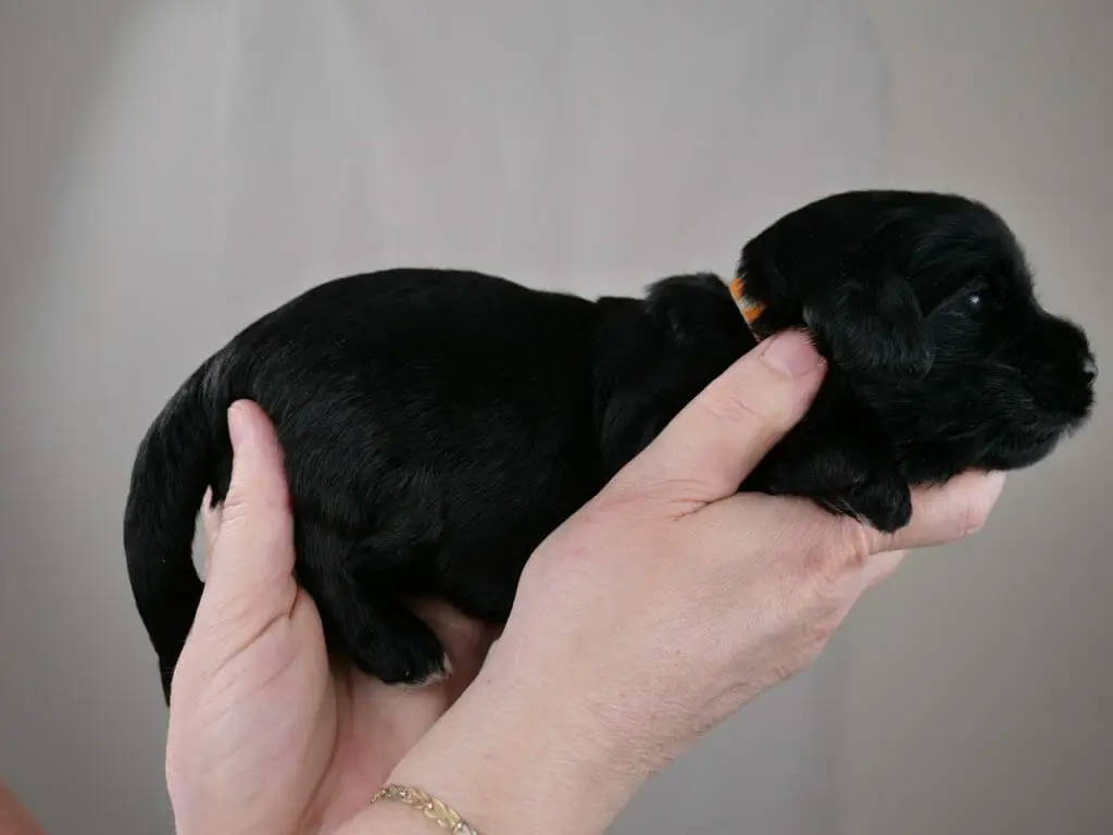 2-week old solid black labradoodle puppy lying across Claires hands. Wearing an orange collar.