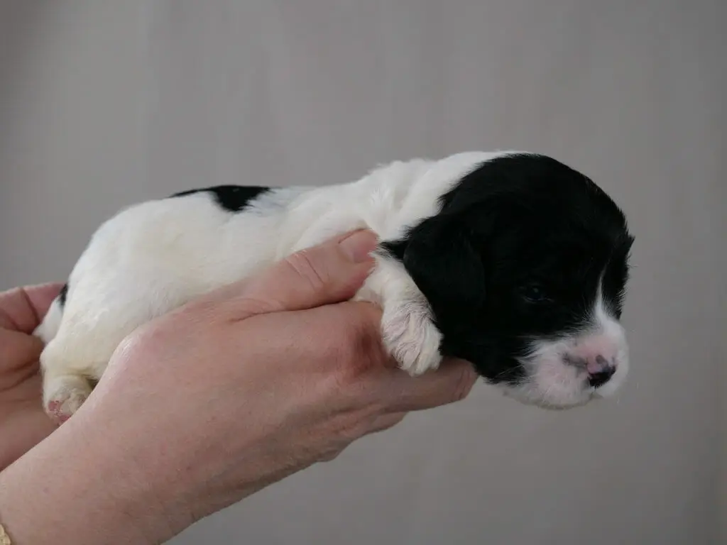 2-week black and white labradoodle puppy lying across Claires hands. Her head is mostly black, with a white muzzle. Body is white with a black patch on her back.