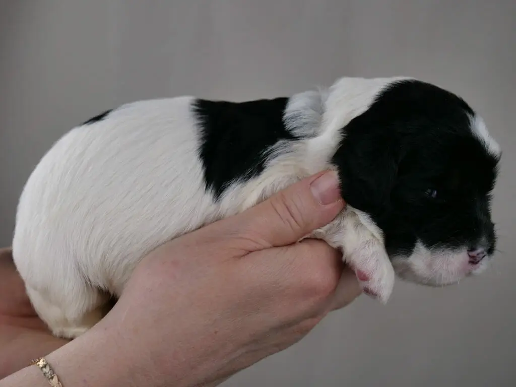 2-week old black and white labradoodle puppy lying across Claires hands. Puppy has a white body with a black patch across her shoulders and a mostly black face.