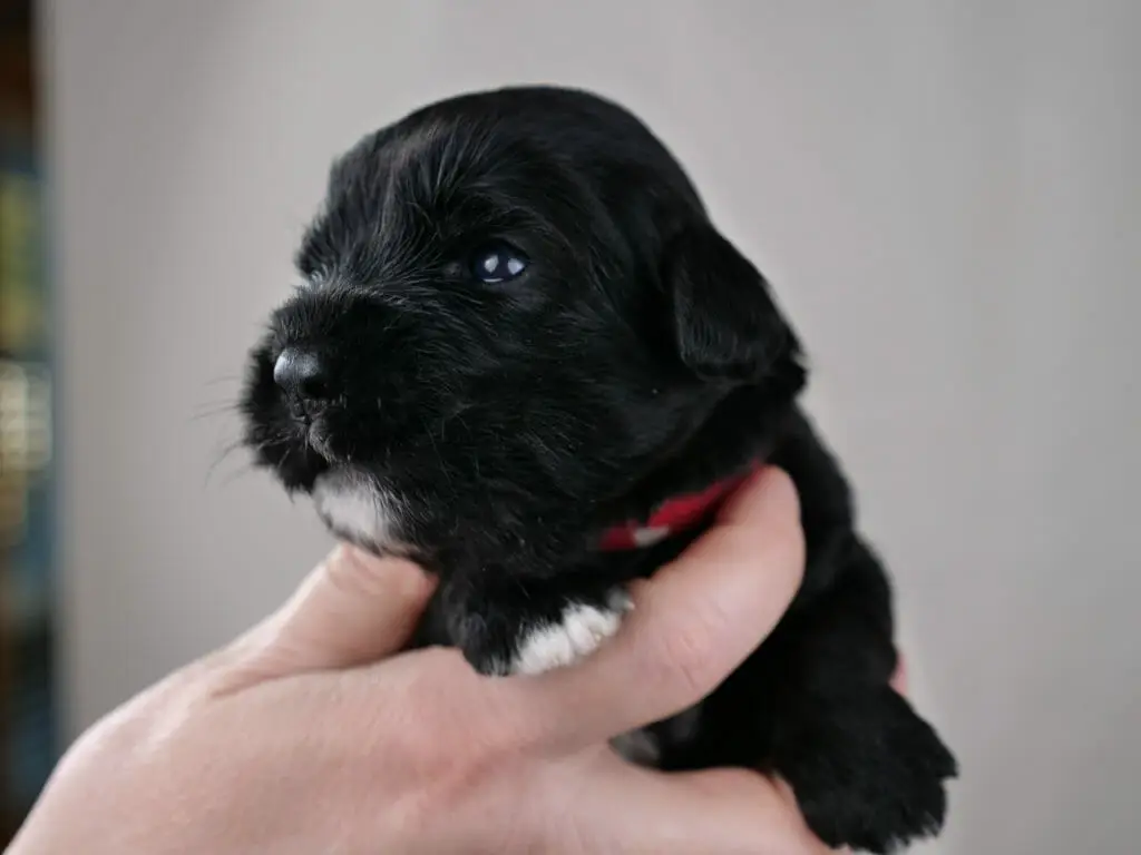2-week old black labradoodle puppy being held in Claires hands. A tiny white goatee and the tips of her toes are white. Wearing a red collar.