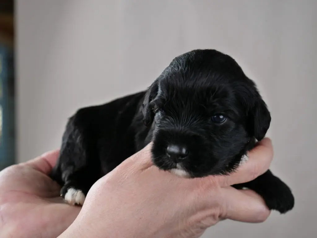2-week old black labradoodle puppy lying across Claires hands. White tipped toes and white goatee.