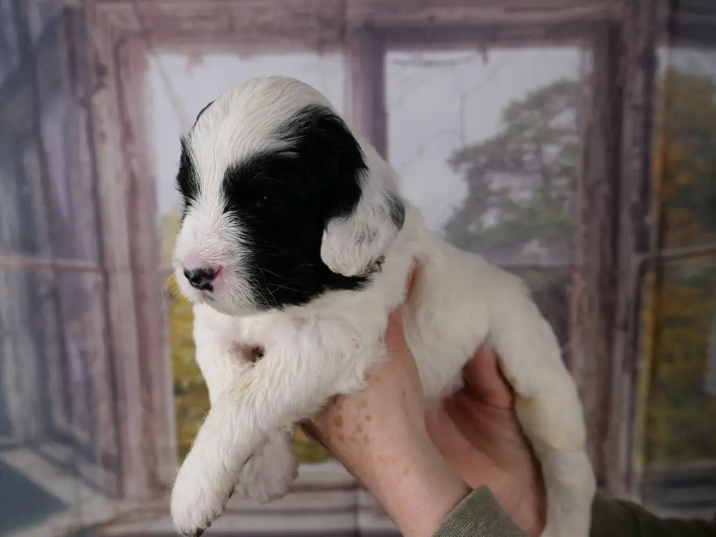 Black and white 3-week old labradoodle puppy. His body and head are almost entirely white, with patches of black over his eyes and the side of his face. He is being held by someone and turned slightly so we can see the side of his body. His ear has a swoop of white around the back edge.